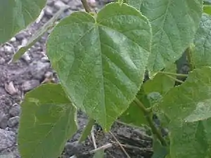 K.Pudur Village Green plants