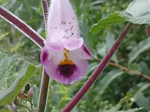 K.Pudur Village Pink Flower