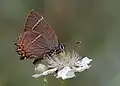 White-letter hairstreak (Satyrium w-album) nectaring on berry flower; Saimbeyli, Adana, Turkey