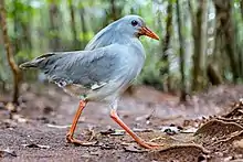 Bird (kagu) with pale grey plumage (lighter on underside), straight red bill and red legs