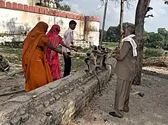 Devotees feed gray langurs outside the temple