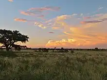 Evening scene in a savanna