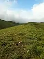 Green field around the village