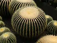 Mature golden barrel in cluster form in a greenhouse in Kalimpong