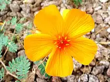 Kallstroemia grandiflora:the Arizona Poppy flower