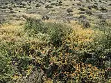 Kallstroemia grandiflora spreads out across a hillside at Rockhound State Park