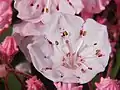 Mountain laurel