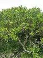 It is the most widespread mangrove species in Hong Kong