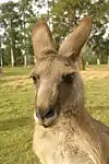 Kangaroo