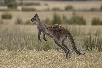 hopping, Kangaroo Island