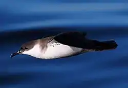 A seabird with dark back and wings and a white belly soars over the ocean