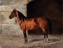 Karabakh stallion