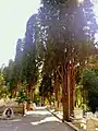 An old man with a walking stick resting in the shade beneath the tall cypress trees on a hot summer day in Karacaahmet cemetery, Istanbul, 2010s