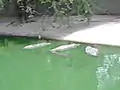 Crocodiles in a pond