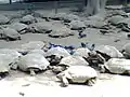 Land tortoises