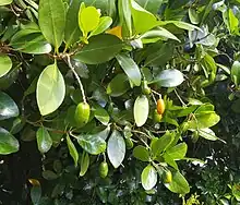 Karaka male tree with sparse fruit