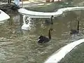 Swans in the aviary at Karanji lake