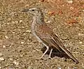 Immature of the Gordonia longbill subspecies at Augrabies Falls