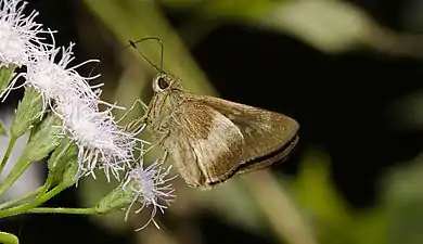 Ventral view