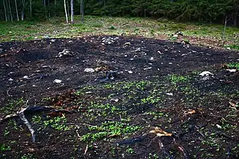 Slashed-and-burned soil.