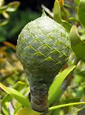 Agathis australis cone