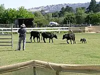 An Australian Kelpie competing in a cattle dog trial, Woolbrook, NSW