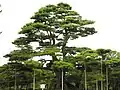 Pine trees at Kenroku-en garden supported by braces to support the weight of snow without breaking