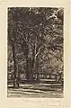 Dutch Elm grove, Kensington Gardens, etching by Seymour Haden (1860)