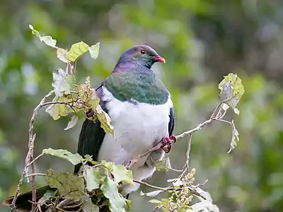 Kererū (Hemiphaga novaeseelandiae)