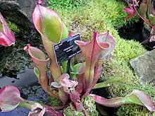 Heliamphora nutans at Kew Gardens, London