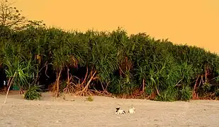 Keya Tree (Pandanus odorifer) of Saint Martin's Island