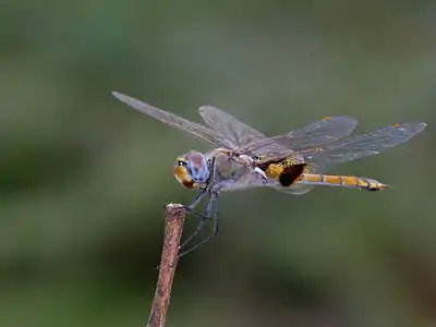 Tramea basilaris female