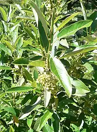 Detail of the foliage