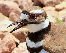 The killdeer, one of many waders with a conspicuous red orbital ring