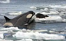 Image 20Orca hunting a Weddell seal (from Toothed whale)