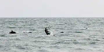 Black Sea common dolphins with a kite-surfer off Sochi