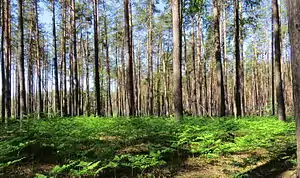 Forest near the village