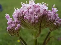 Marsh valerian