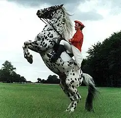 Stallion Baron Aus Der Schuetzenden Hand