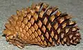 Knobcone pine cone