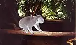 Koala walking along a branch