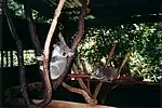 Koalas