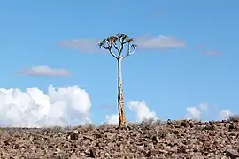 Quiver tree at Fish River Canyon, Namibia.