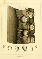 #14 (5/11/1855)Arm fragment and associated suckers of the type specimen of Architeuthis dux, collected off the Bahamas on 5 November 1855 (Steenstrup, 1898:pl. 3)