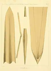 #14 (5/11/1855)Gladius (internal shell remnant) of the same specimen (Steenstrup, 1898:pl. 4)