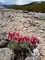 A deep pink komakusa in bloom with mountain as background