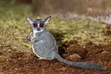 Gray bushbaby