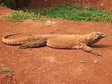 The Komodo dragon, an insular giant and the largest living lizard, has serrated teeth and a venomous bite.