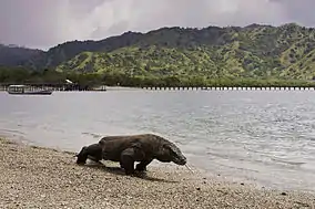 Komodo dragon at Komodo National Park