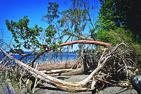 Kopachuck State Park beach